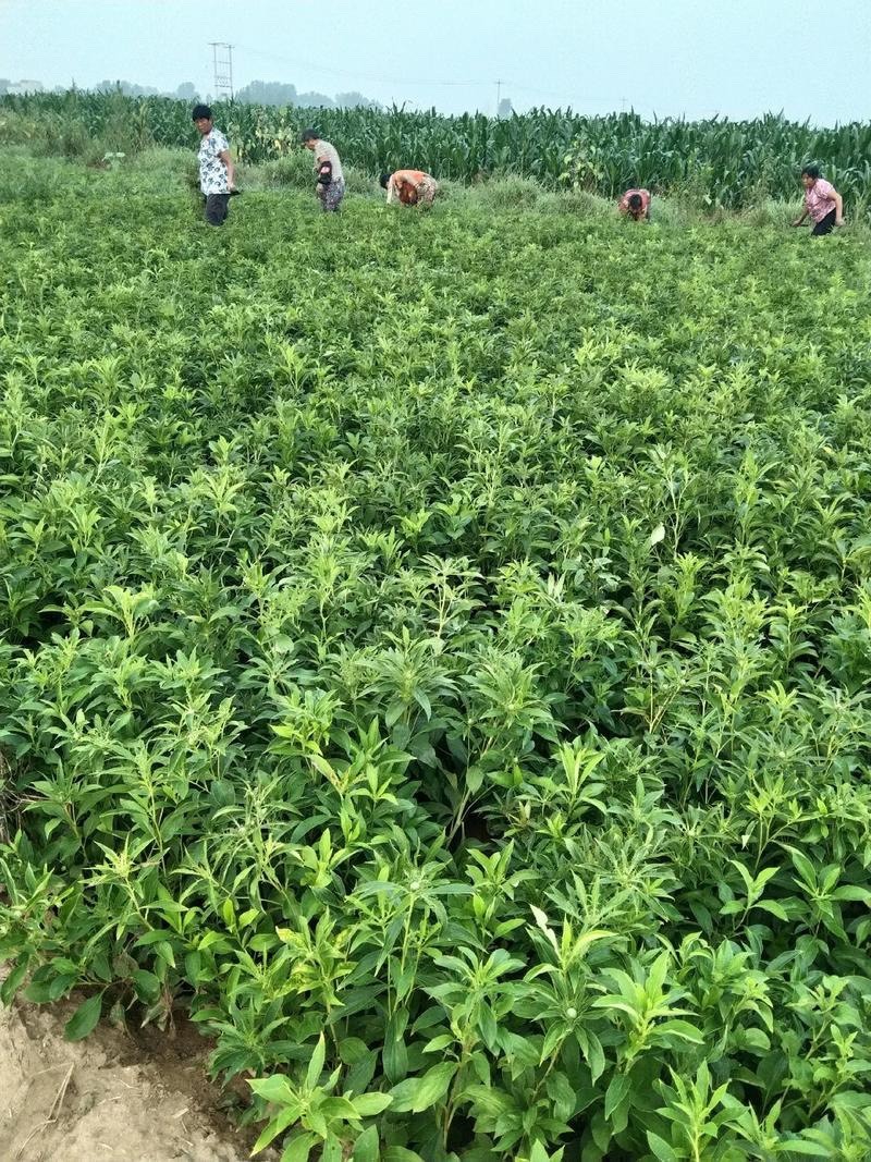 白术种子新采二年改良白术种子包发芽提供技术指导