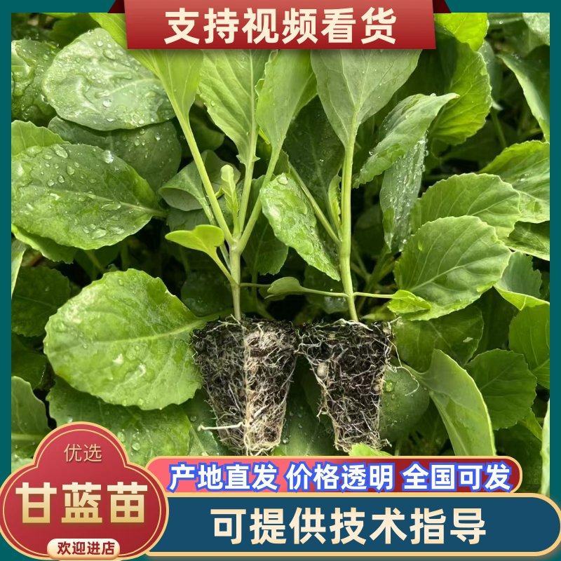 精品甘蓝苗硬叶铁头苗一手货源量大从优欢迎咨询
