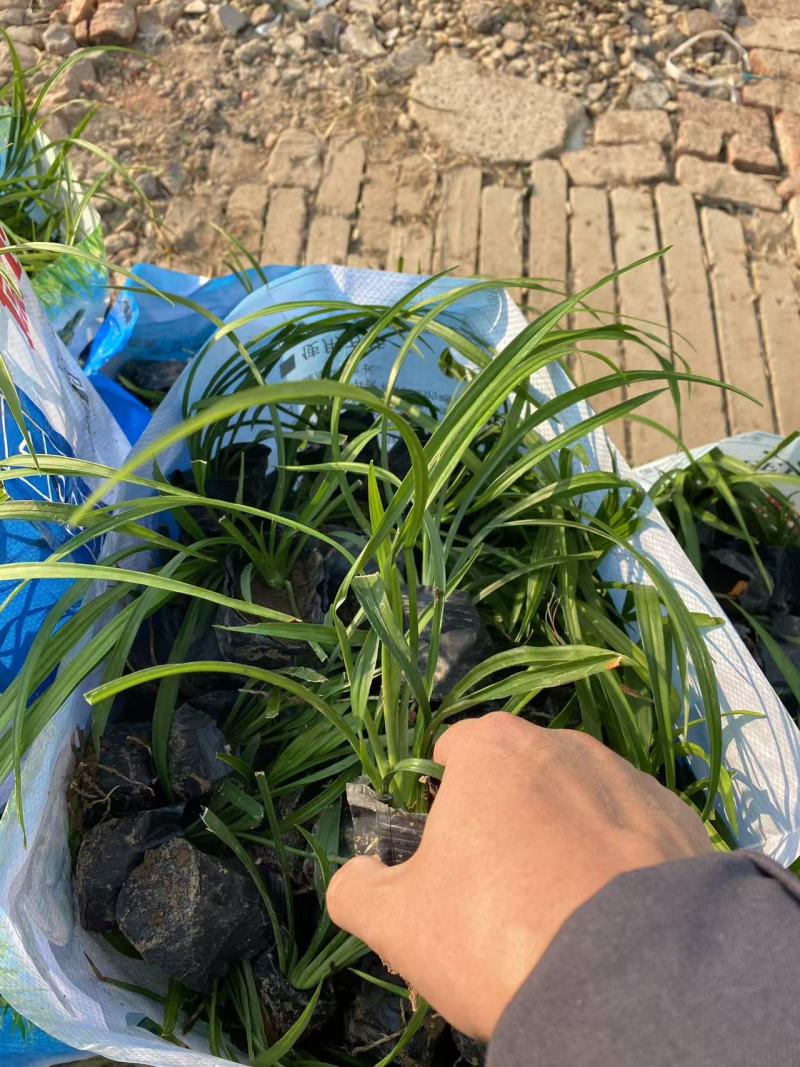 精品吉祥草优质吉祥草基地