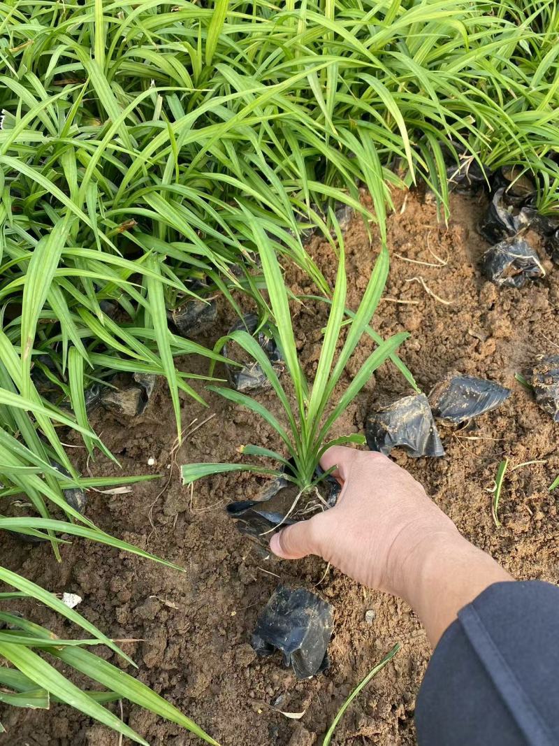 精品吉祥草优质吉祥草基地