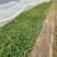 精品吉祥草优质吉祥草基地