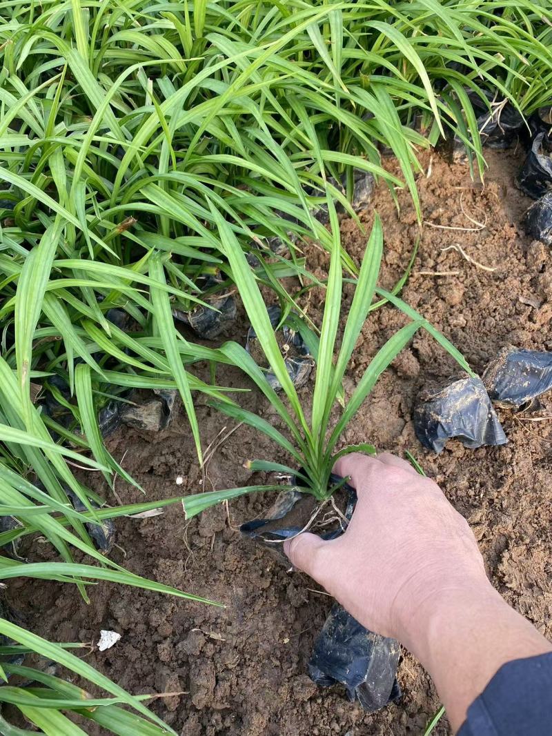 精品吉祥草优质吉祥草基地