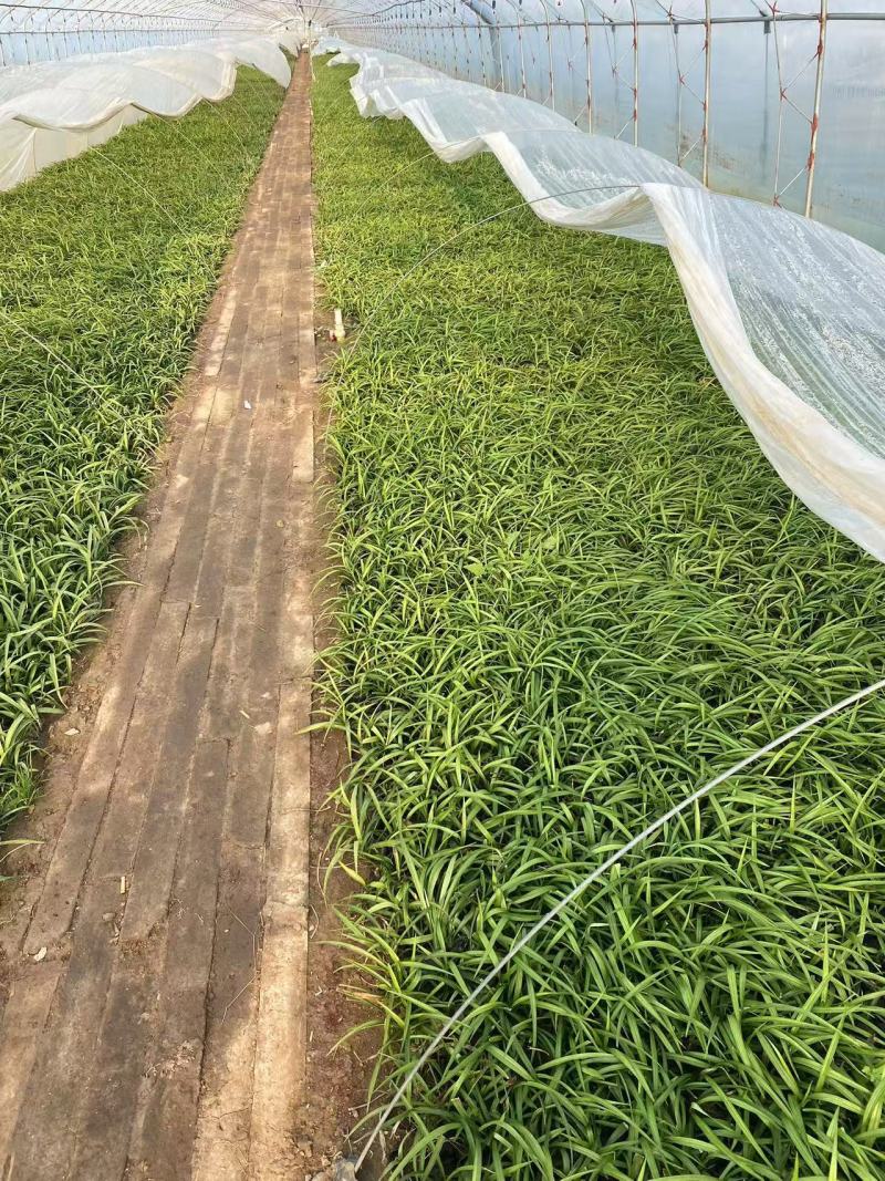 精品吉祥草优质吉祥草基地