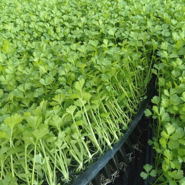 法国皇后芹菜苗大量供应