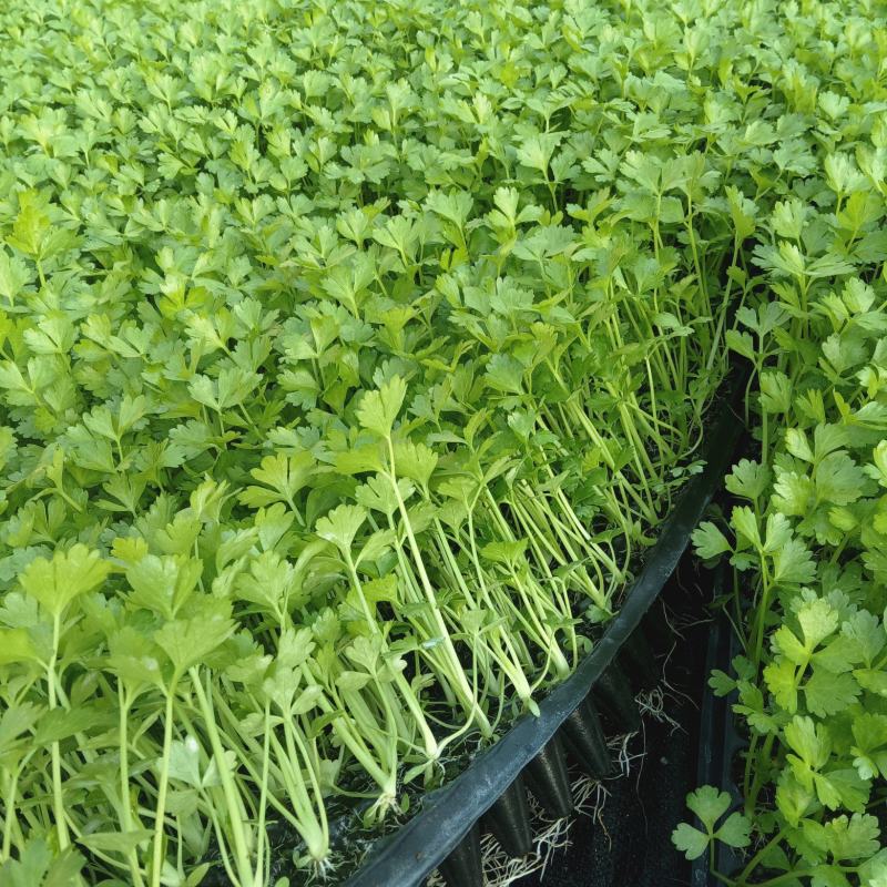 法国皇后芹菜苗大量供应