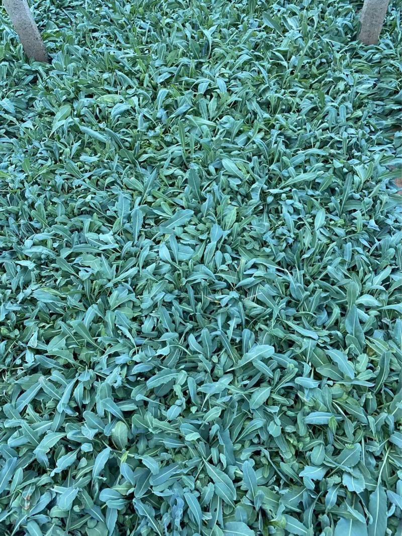板蓝根基地精品板蓝根
