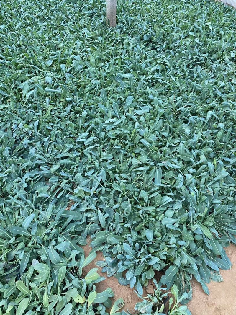 板蓝根基地精品板蓝根