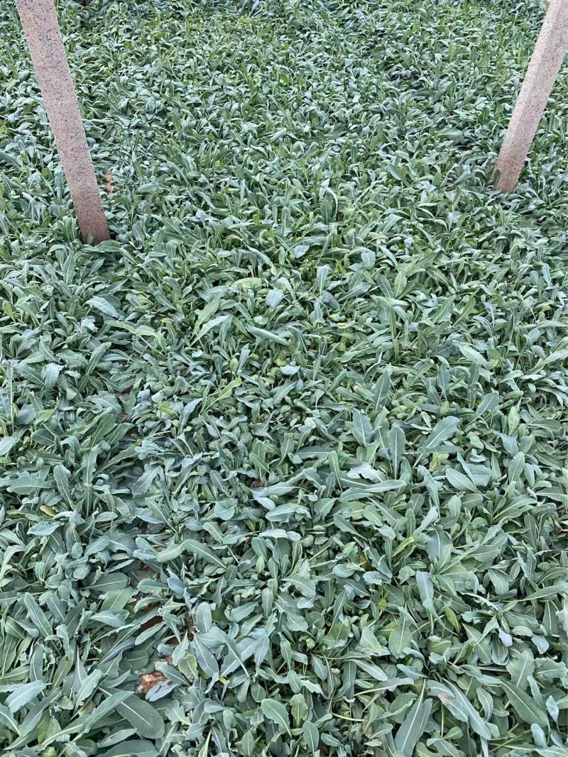 板蓝根基地精品板蓝根