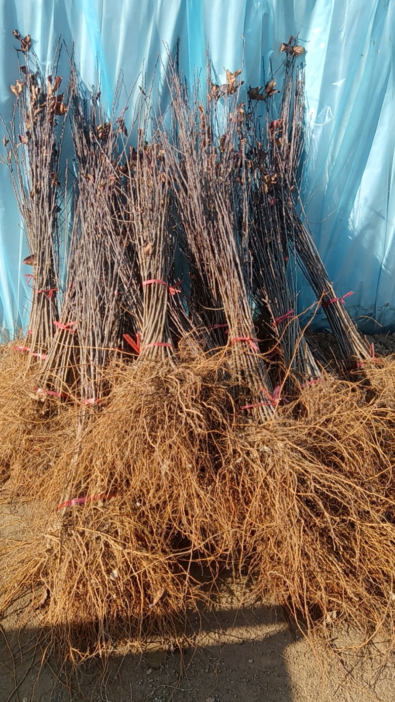 山东省育苗基地：优质苹果粘木一甜茶苗苗圃地