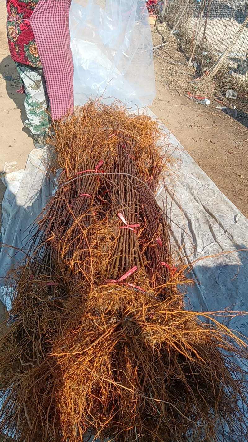 山东省育苗基地：优质苹果粘木一甜茶苗苗圃地