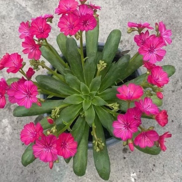 露薇花基地精品露薇花