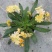 露薇花基地精品露薇花