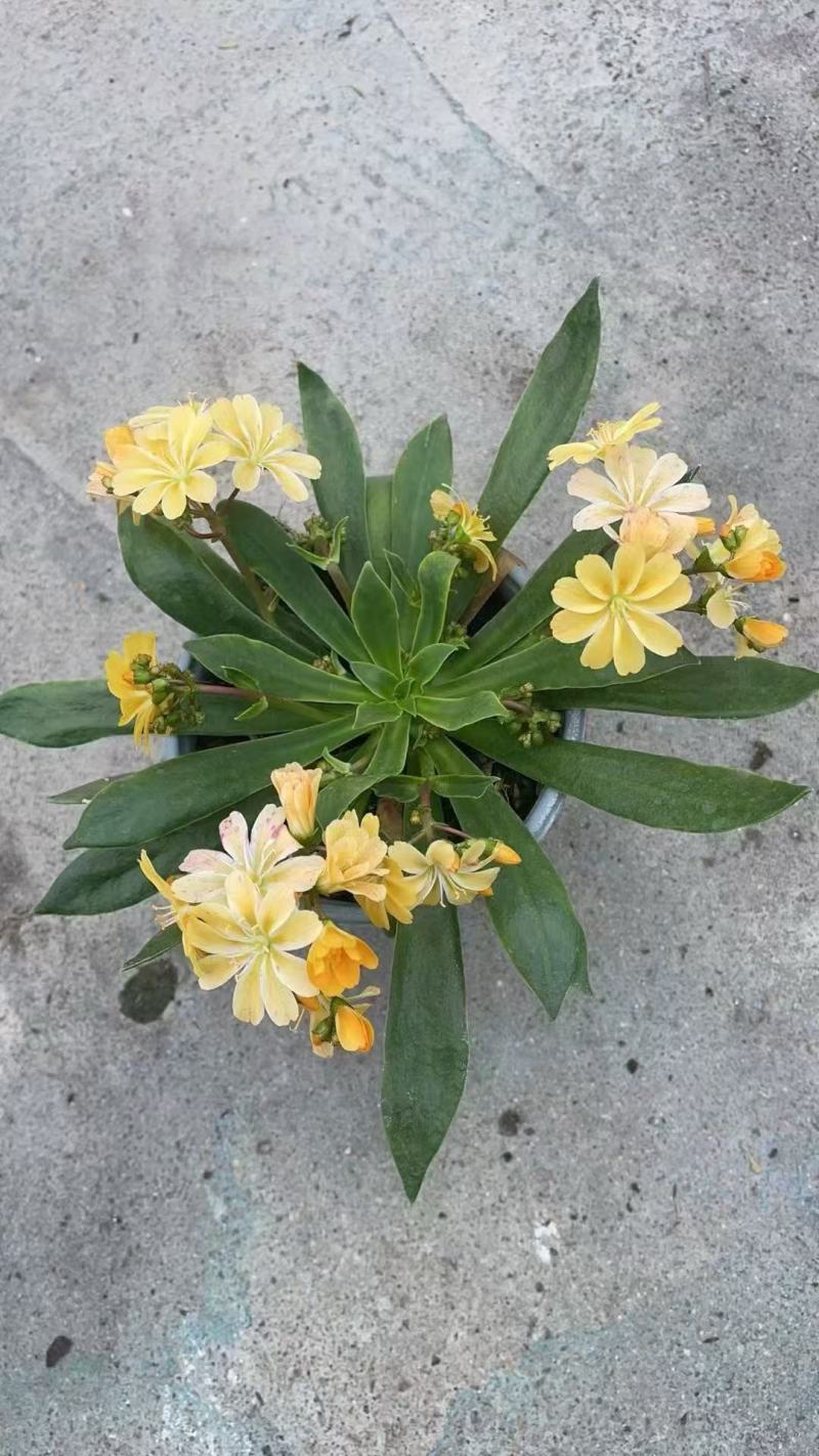 露薇花基地精品露薇花