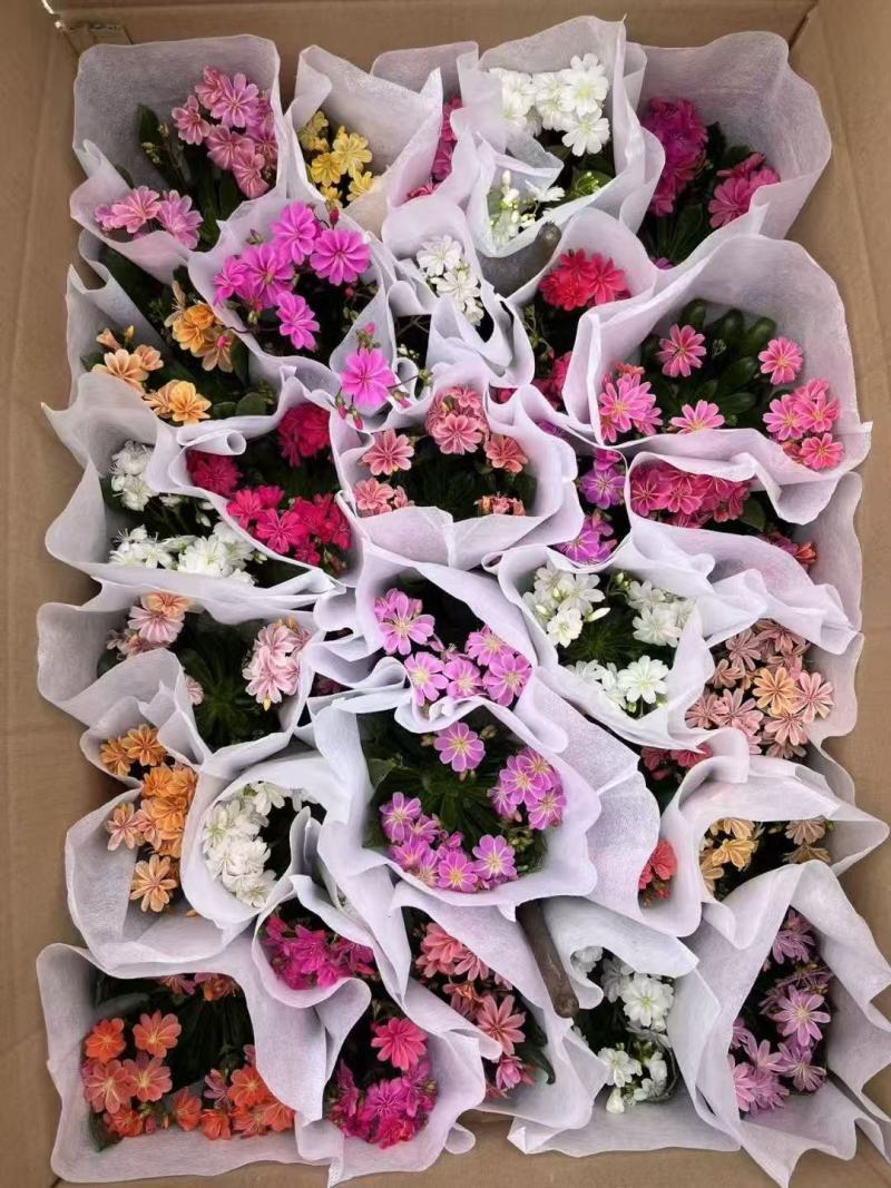 露薇花基地精品露薇花