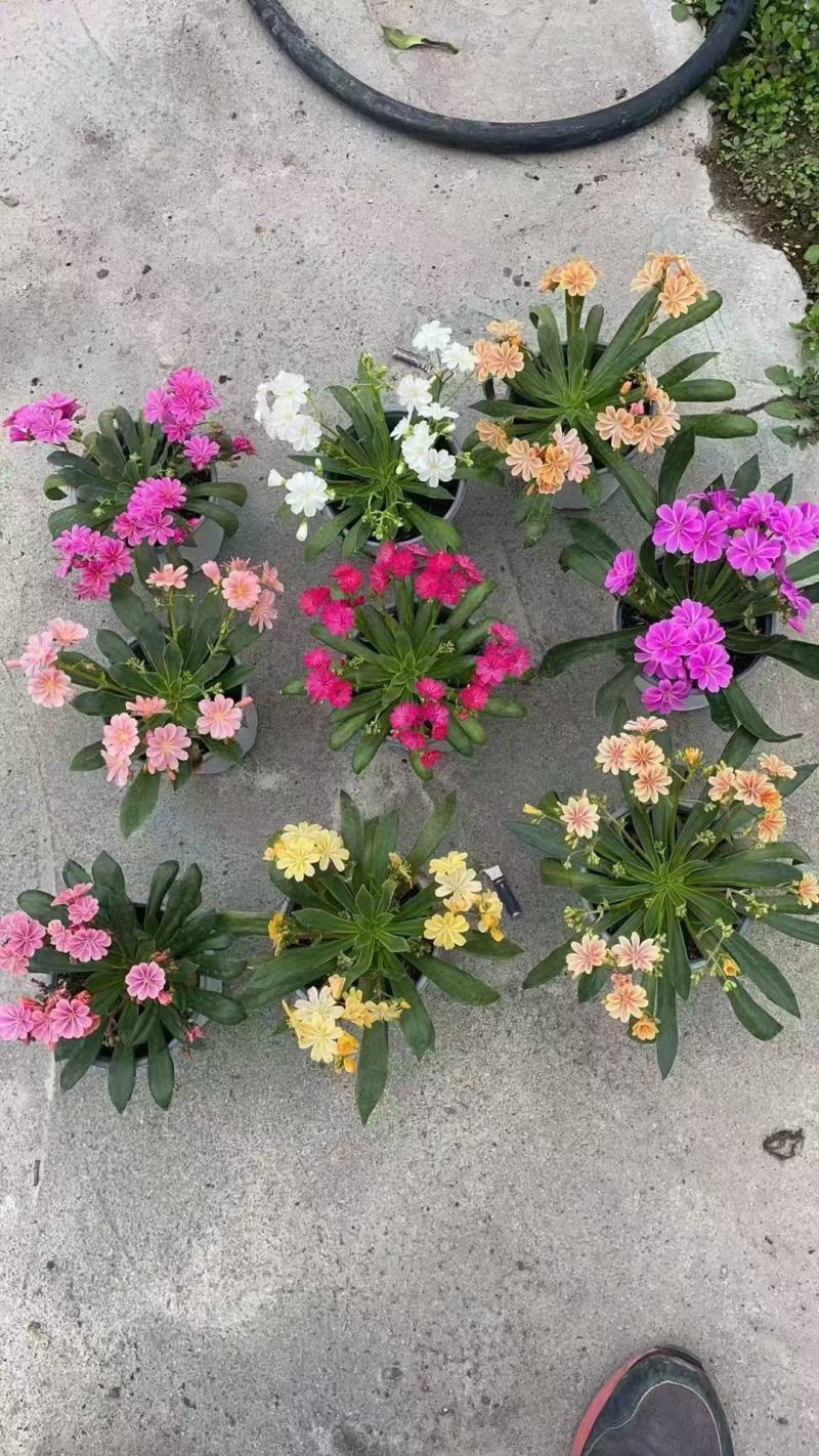 露薇花基地精品露薇花