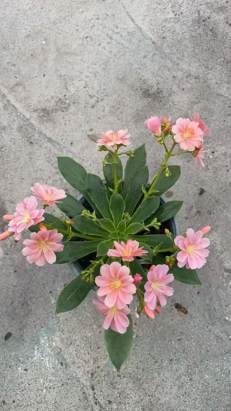 露薇花基地精品露薇花