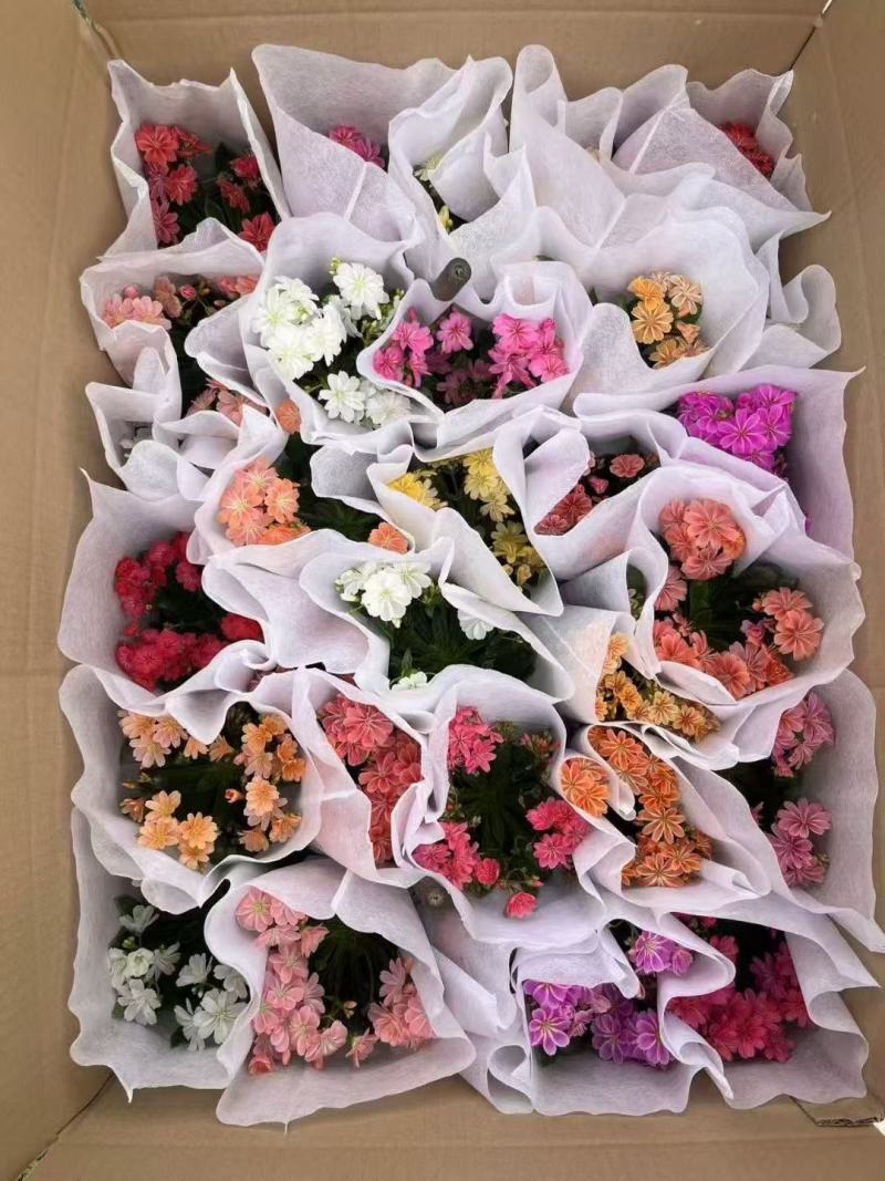 露薇花基地精品露薇花