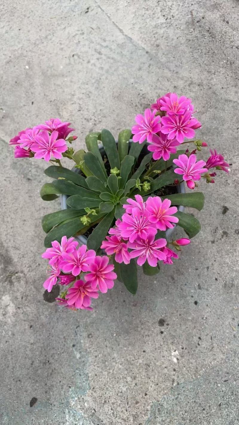 露薇花基地精品露薇花