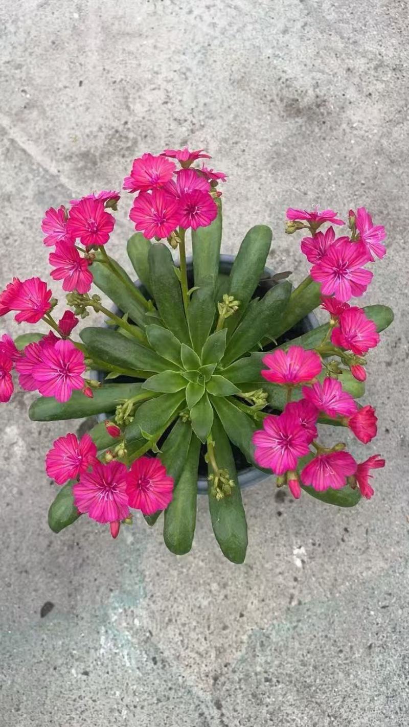 露薇花基地精品露薇花