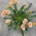 露薇花基地精品露薇花