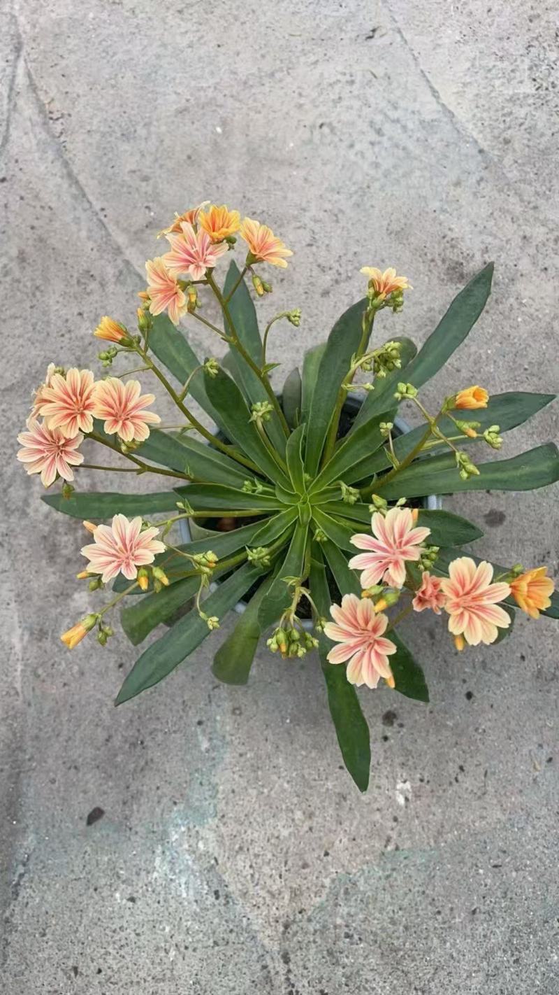 露薇花基地精品露薇花