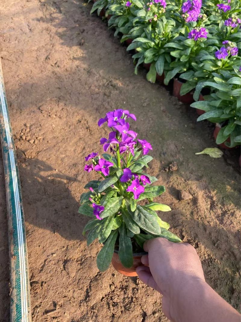 紫罗兰基地精品紫罗兰