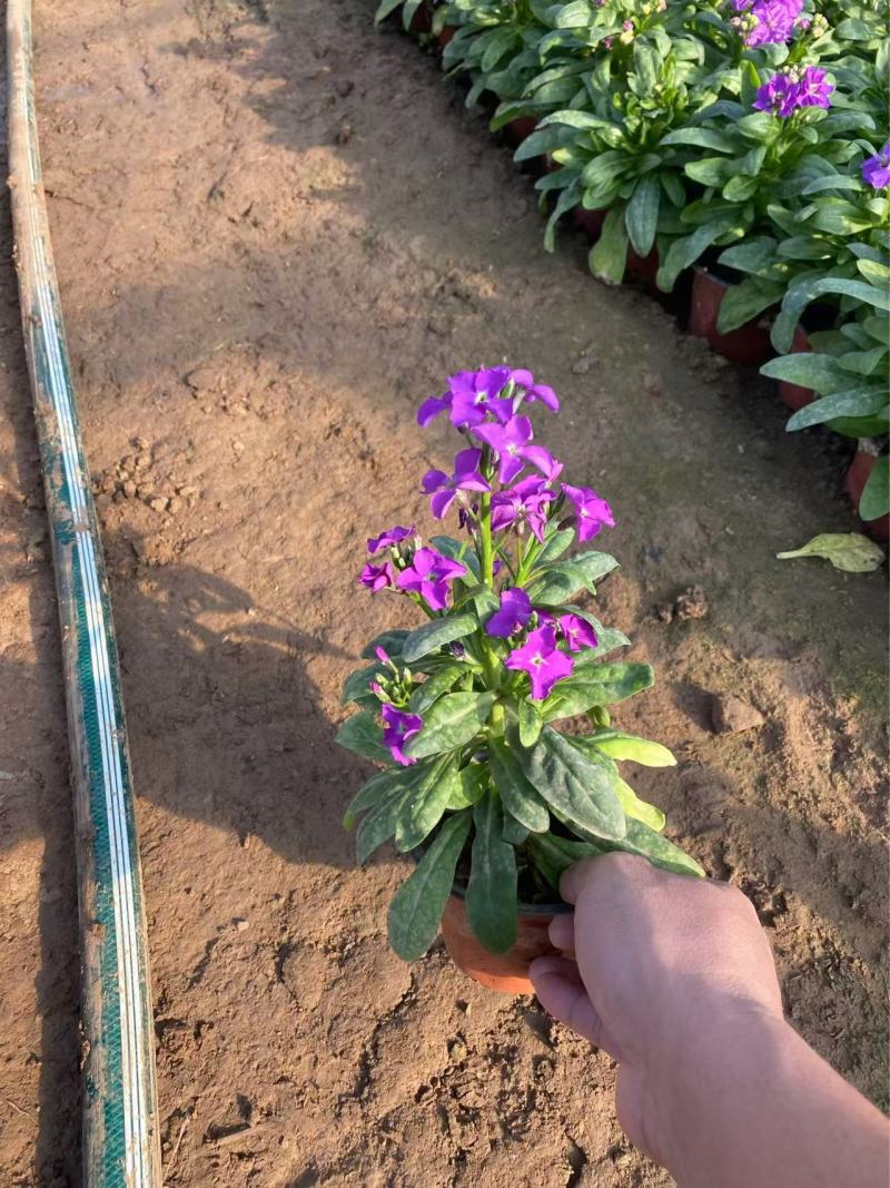 紫罗兰基地精品紫罗兰