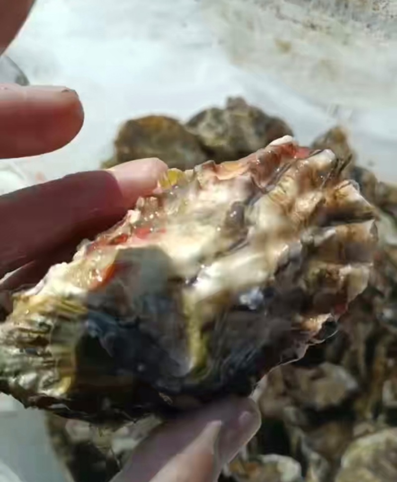 山东生蚝日照东港生蚝产地一手货源量大从优品质保证