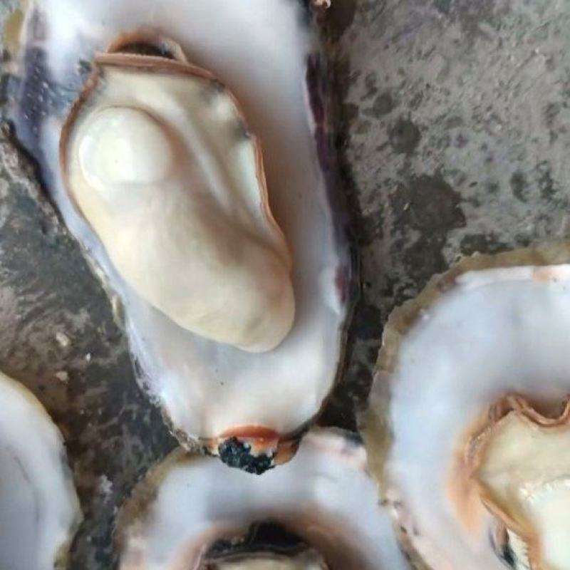 山东生蚝日照东港生蚝产地一手货源量大从优品质保证