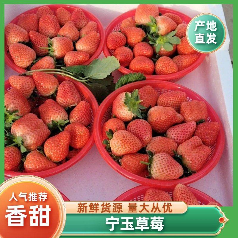 中牟宁玉草莓大量上市，个头大，口感好，营养丰富，欢迎采购