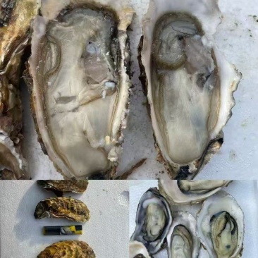 生蚝上市，肥度好，口感好，溥壳，支持电商，社区团购，市场