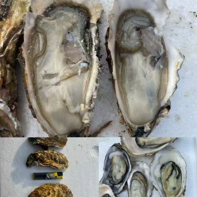 生蚝上市，肥度好，口感好，溥壳，支持电商，社区团购，市场