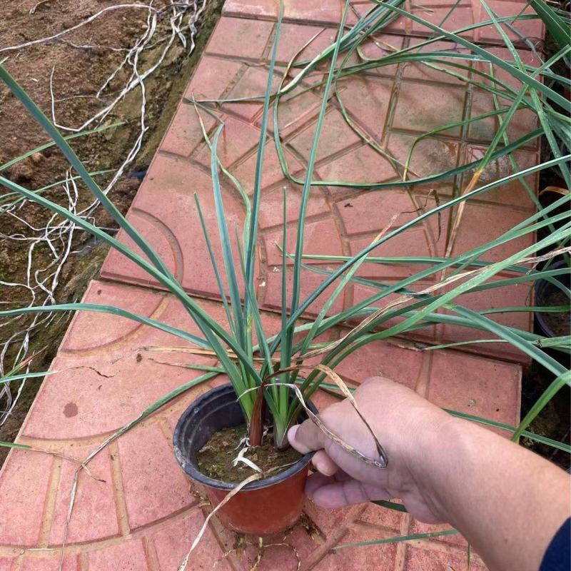 火炬树苗基地