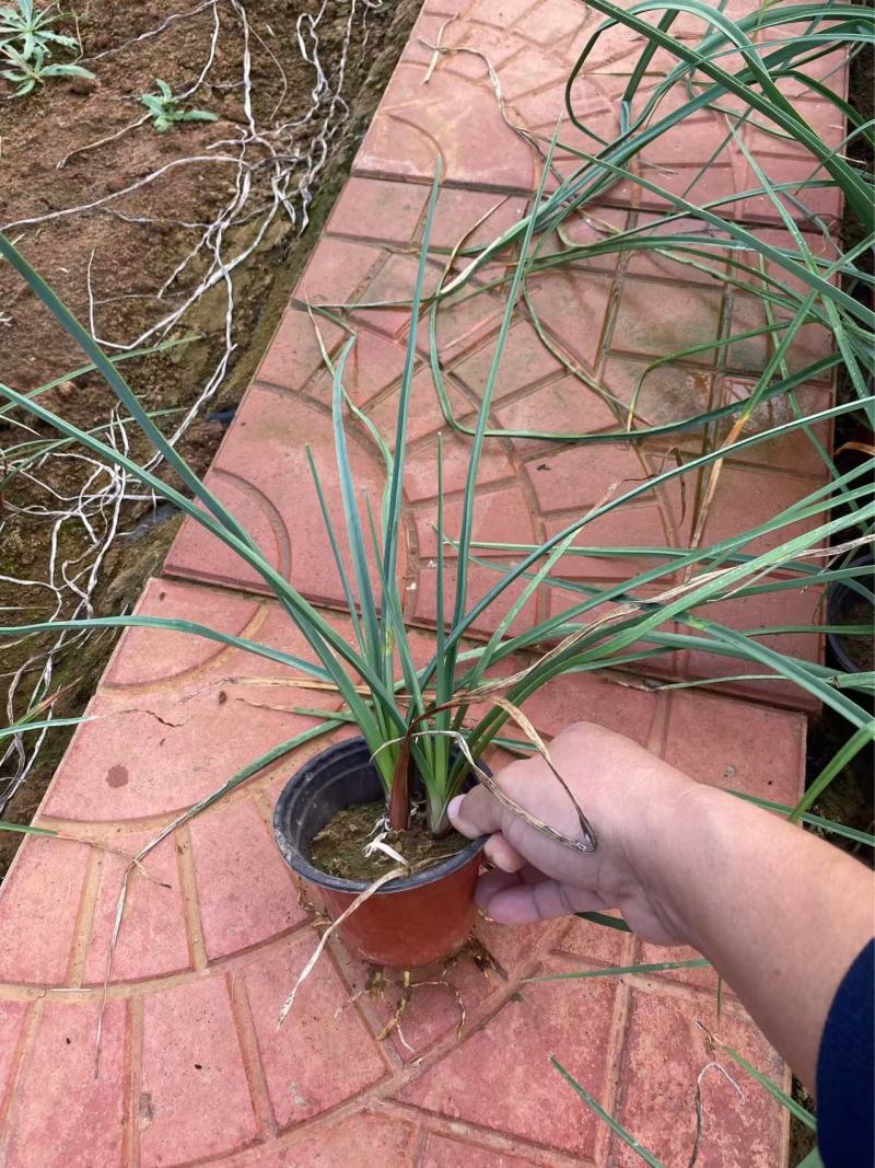火炬树苗基地