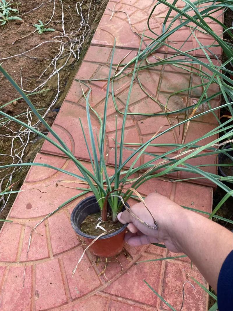 火炬树苗基地
