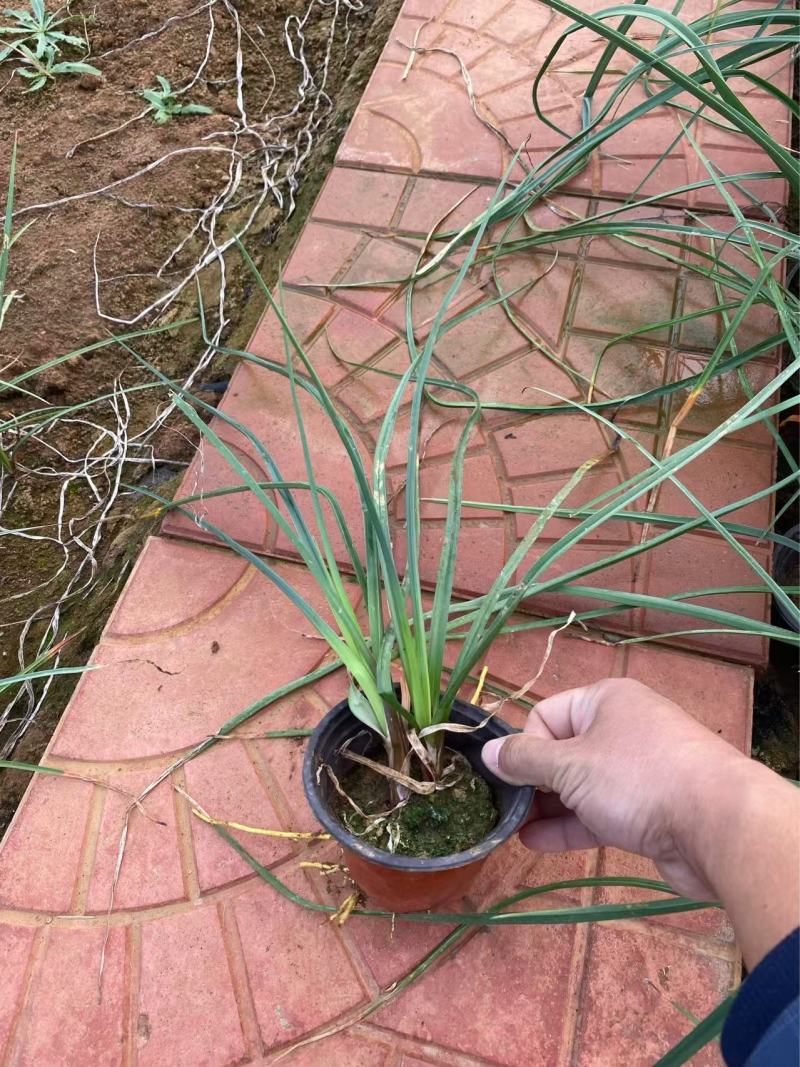 火炬树苗基地