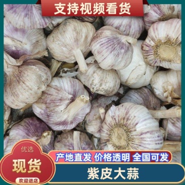 中牟精品大蒜，早熟蒜、杂交混级蒜，品质优良，欢迎采购