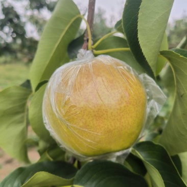 隰县玉露香梨，产地直发，有需要的联系