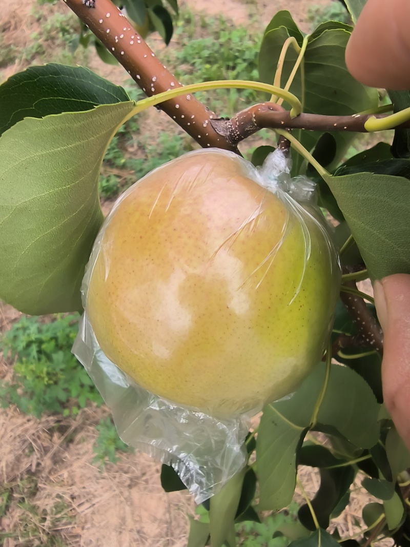 隰县玉露香梨，产地直发，有需要的联系