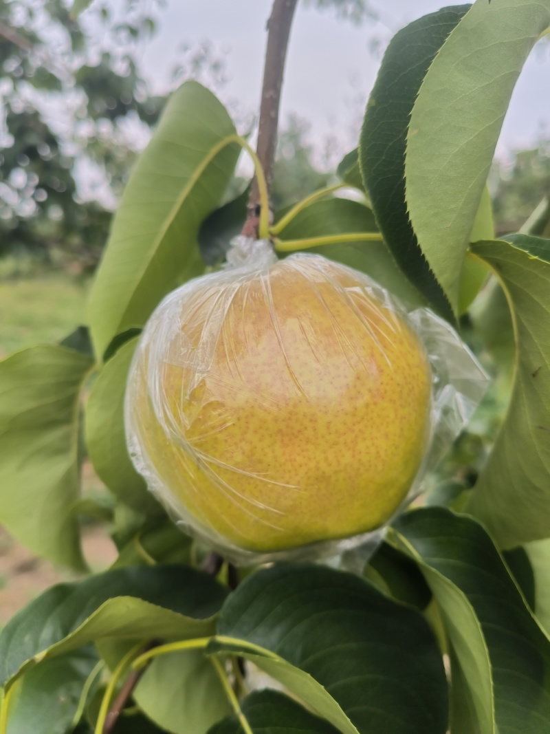 隰县玉露香梨，产地直发，有需要的联系