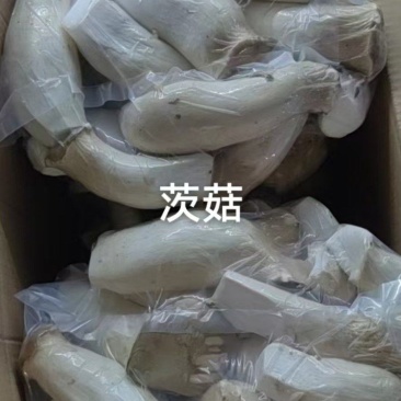 茨菇