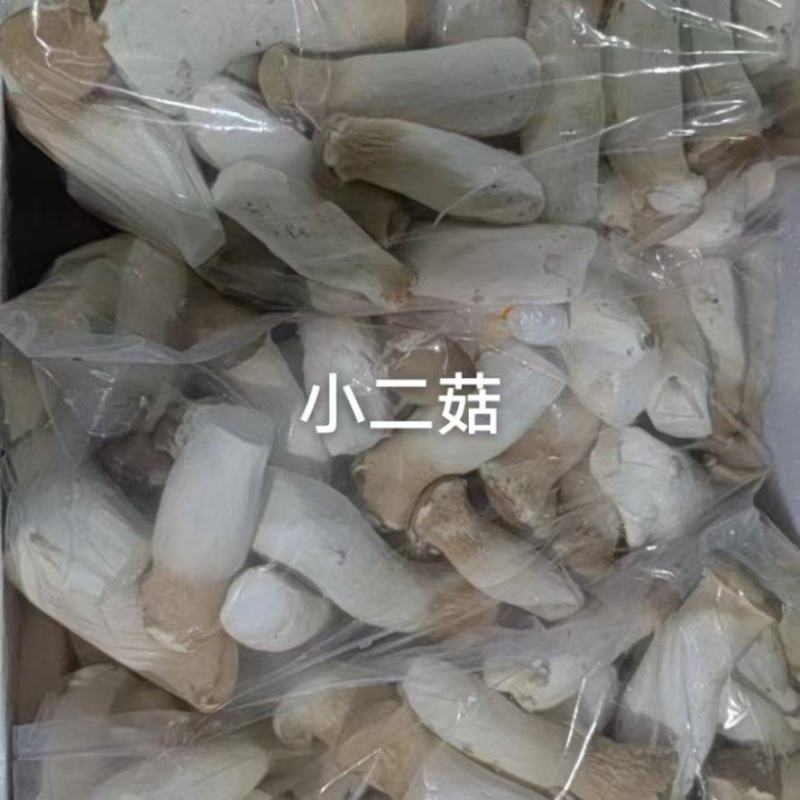 菇蕾