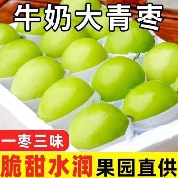 台湾牛奶大青枣脆枣子福建贵妃蜜枣新鲜水果应季现摘