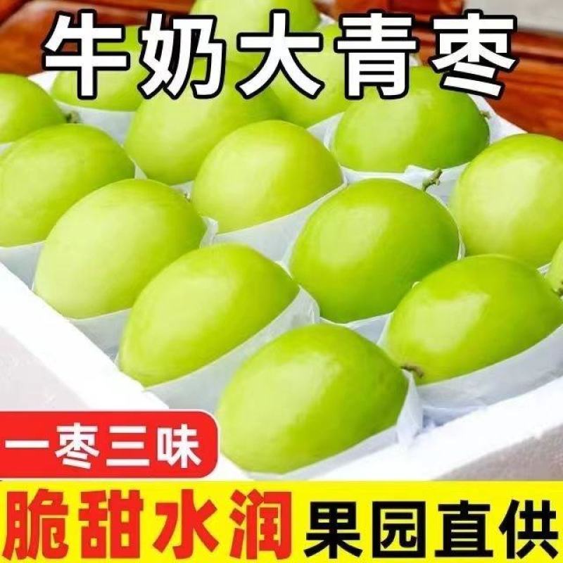 台湾牛奶大青枣脆枣子福建贵妃蜜枣新鲜水果应季现摘