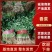 优质香菜大量上市中，发往全国各地，欢迎致电咨询。