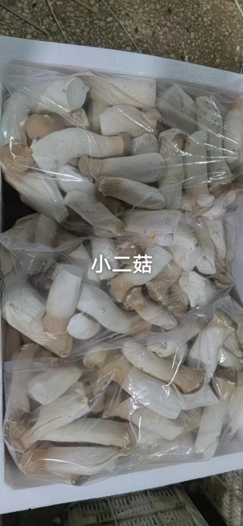 菇蕾