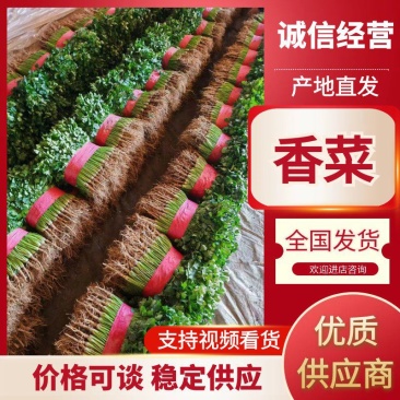 铁杆青香菜！供应电商平台！社区团购！美团！市场等！