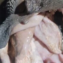 牛肚牛大肚黑毛肚