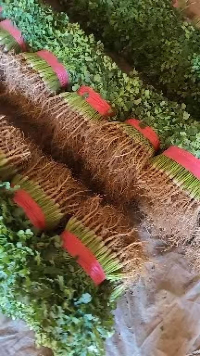 铁杆青香菜！供应电商平台！社区团购！美团！市场等！