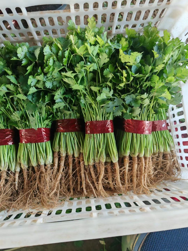 铁杆青香菜！供应电商平台！社区团购！美团！市场等！